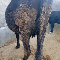 گاو و گوساله ماده  سویسی|حیوانات مزرعه|دره شهر, |دیوار