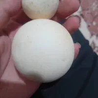 سنگ الماس 5عدد