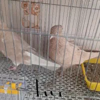 کبوتر فروشی|پرنده|تفت, |دیوار