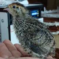 جوجه بلدرچین زبر و زرنگ