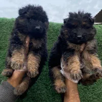 ژرمن شپرد کینگ سایز|سگ|شاهدشهر, |دیوار