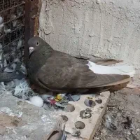 مشکی دم سفید ماده ۱۶ پرودم