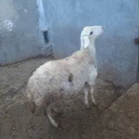 بره نر مناسب قوچ