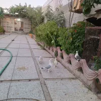 باغ