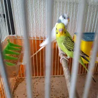 مرغ عشق پرنده|پرنده|شاهین‌شهر, عطار|دیوار