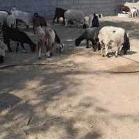 گوسفند|حیوانات مزرعه|بم, |دیوار