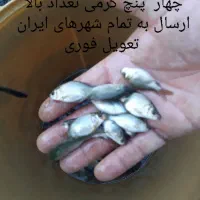 ماهی کپور عمده ارسال به تمام شهرهای ایران|ماهی|سنگر, |دیوار