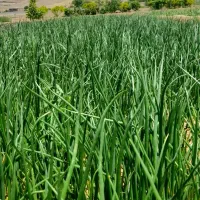 سبزی|خوردنی و آشامیدنی|سنندج, |دیوار