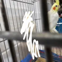 عروس هلندی سخنگو