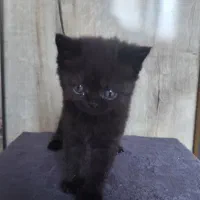 بچه گربه بریتیش