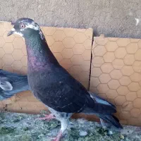 دانه 2500000|پرنده|تایباد, |دیوار