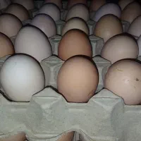 تخم‌ مرغ محلی