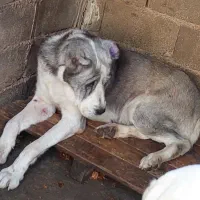 ماده الابای روس|سگ|تهران, منیریه|دیوار