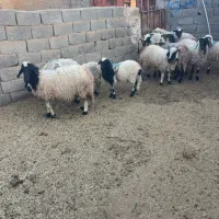 میش ابستن محلی ودورگ معاوضه بابزخوب. زرند|حیوانات مزرعه|کرمان, |دیوار