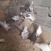 کبوتر