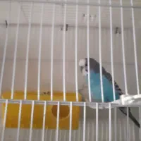 اسباب بازی توضیحات بخون