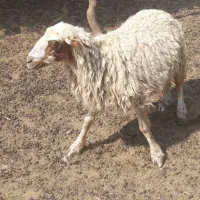 فروش گوسفند