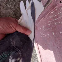 کبوتر