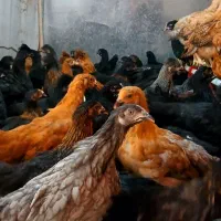 جوجه مرغ و خروس تخمگذار گلپایگانی