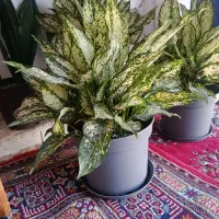 اگرونمای برفی|گل و گیاه طبیعی|رشت, عینک|دیوار
