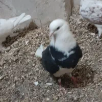 کفتر|پرنده|قم, مهر آباد|دیوار