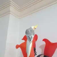 عروس هلندی نر سخنگو اهوی|پرنده|قرچک, مهدیه|دیوار