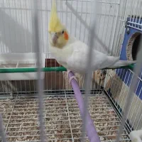 جفت عروس هلندی مولد روی تخم|پرنده|زابل, |دیوار