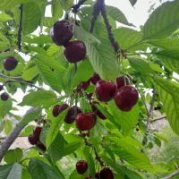 باغ فروشی|فروش زمین و ملک کلنگی|مشهد, سرافرازان|دیوار