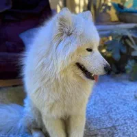 گمشده سگ ساموئید سفید نر|حیوانات|رامجین, |دیوار