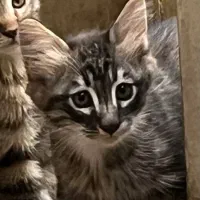 واگذاری گربه