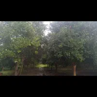 فروش باغ3000متری احمدکلا