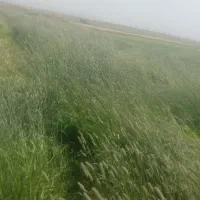 علف‌چمن