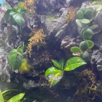 آکواریوم|ماهی|تهران, آهنگ|دیوار