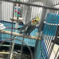 عروس هلندی نر سخنگو