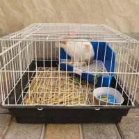 خرگوش سه ماهه|موش و خرگوش|تبریز, |دیوار