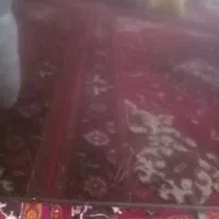 تلویزیون ۴۹ اینچ|تلویزیون و پروژکتور|مراغه, |دیوار