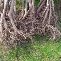 فروش نهال صنوبر اسرائیلی