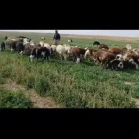 میش  قوچ بره  قوچ بره ماده پلنگی|حیوانات مزرعه|تربت‌حیدریه, کلاته توکلی|دیوار