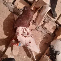 کبوتر بهبهونی نر رنگی|پرنده|شیراز, کاراندیش|دیوار