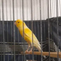 ۳عدد قناری نر