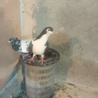 کفتر گرفتنی سده سیاه سینه سیاه دونه ۳۰۰|پرنده|سبزوار, امیر کبیر|دیوار