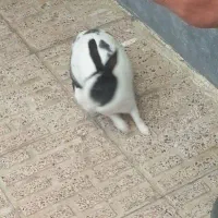 خرگوش اهلی مهربون