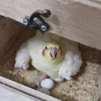 عروس هلندی جفت با تخم و جوجه