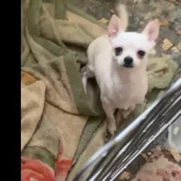 شیواوا اصیل خالص