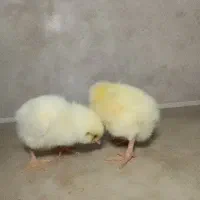 جوجه گوشتی|حیوانات مزرعه|رشت, کوی حسینی|دیوار