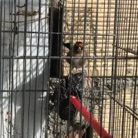 جوجه سهره امسال