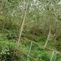 خرید   چوب  و تنه درخت همه مدل