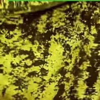 مخملی اصل|حراج|پیرانشهر, |دیوار