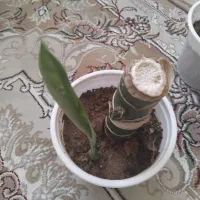 گل قلمه خورده