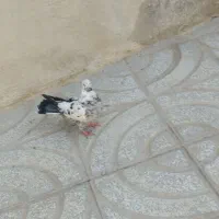 کبوتر|پرنده|ملایر, |دیوار